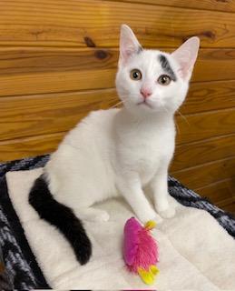 Enlarge Faith, an adopted Domestic Short Hair in Southern Pines, NC image 3/4