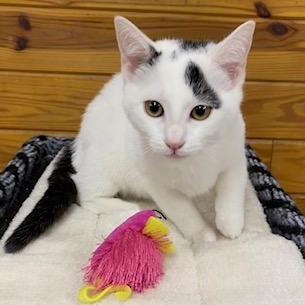 Faith, adopted, Kitten Female Domestic Short Hair.