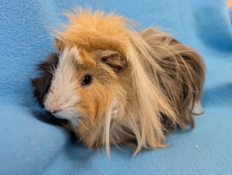 Logan, a Adoptable Guinea Pig in Baton Rouge, LA image 1/3
