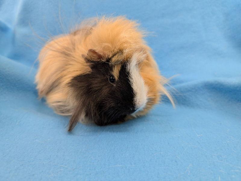 Logan, a Adoptable Guinea Pig in Baton Rouge, LA image 3/3