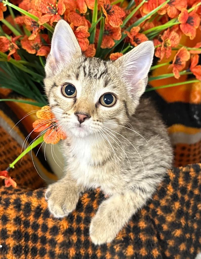 3/16/26 Bunny, Adoptable, Kitten Female Domestic Short Hair.