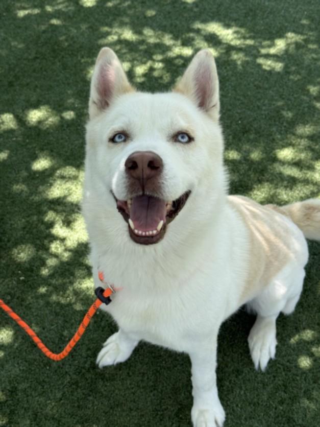 WUERO, Adoptable, Adult Male Husky.