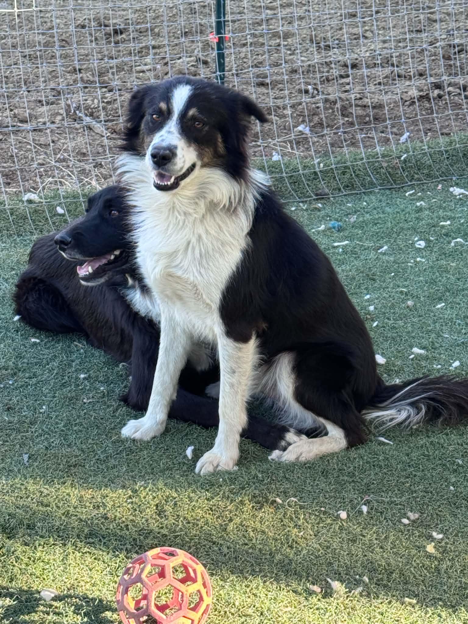 Enlarge Dixon, a Adoptable mixed breed in Bend, OR image 3/3