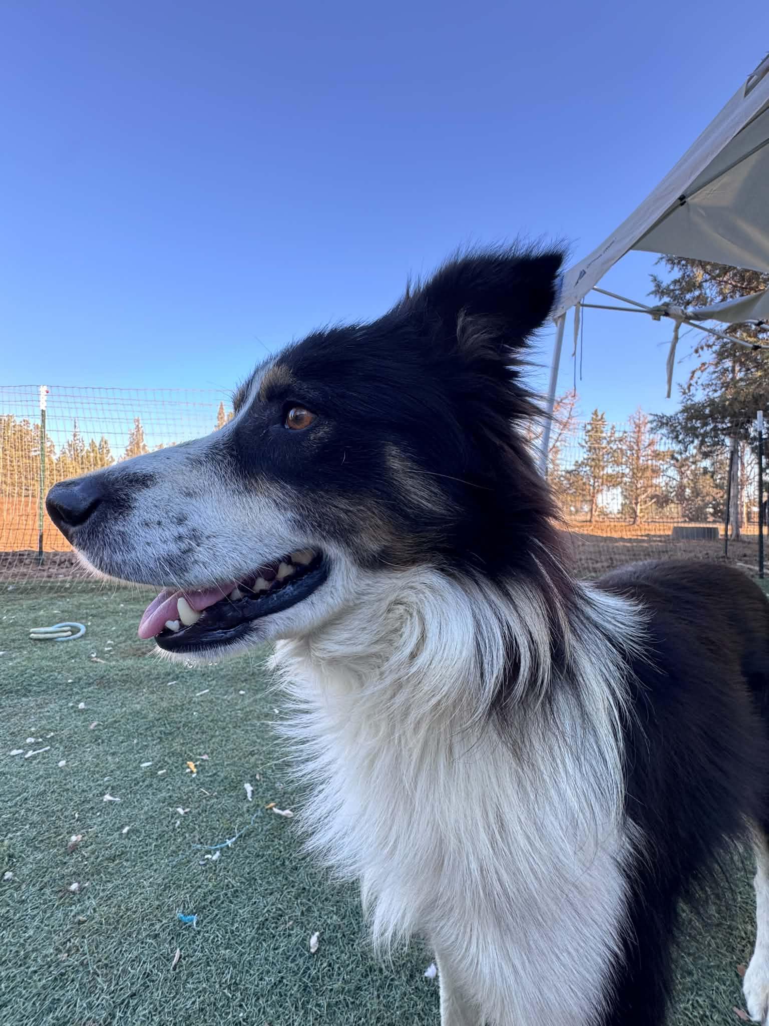Enlarge Dixon, a Adoptable mixed breed in Bend, OR image 2/3