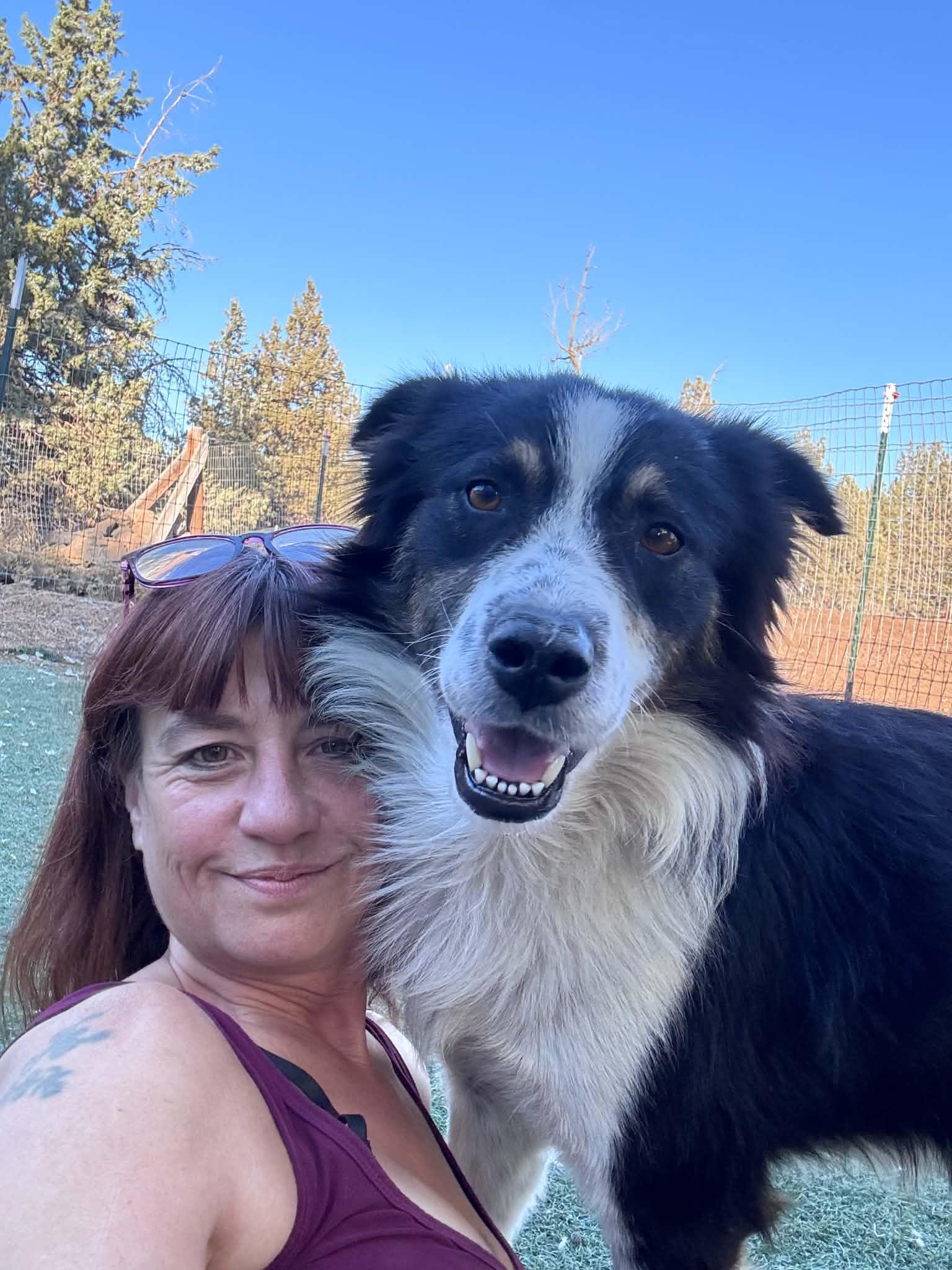 Dixon, Adoptable, Adult Male Border Collie.