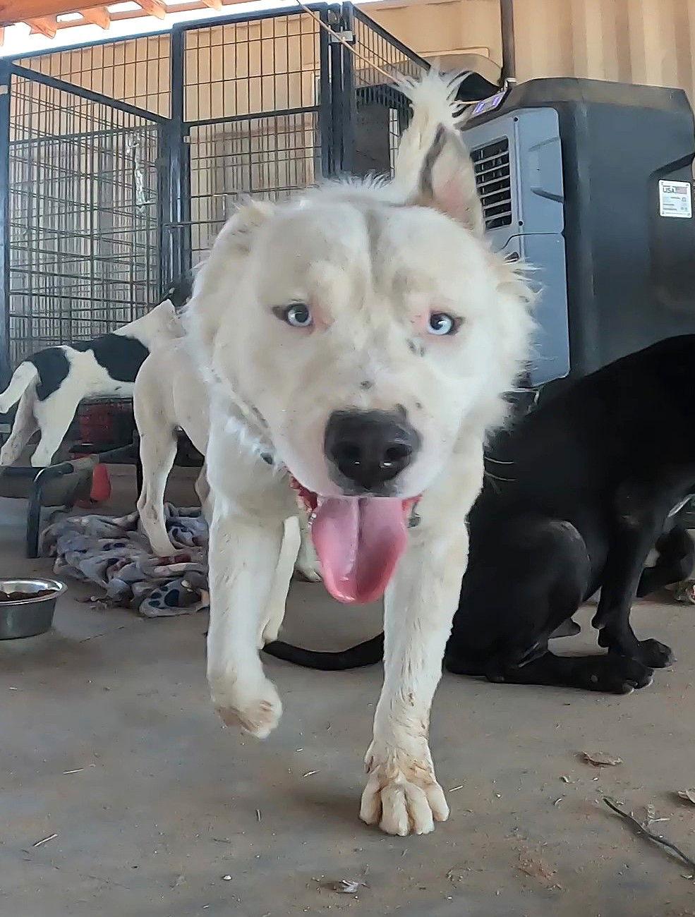 Kung Pao, Adoptable, Adult Male Husky & Brittany Spaniel.