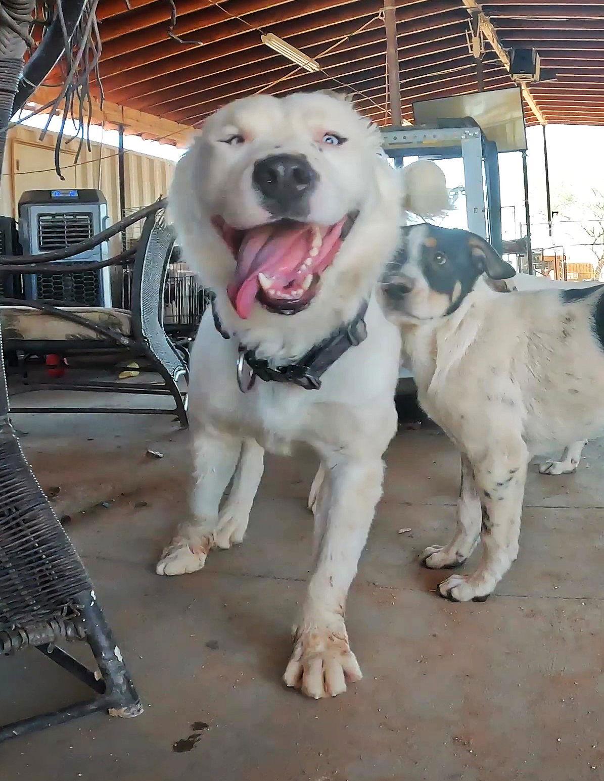 Kung Pao thumbnail 3