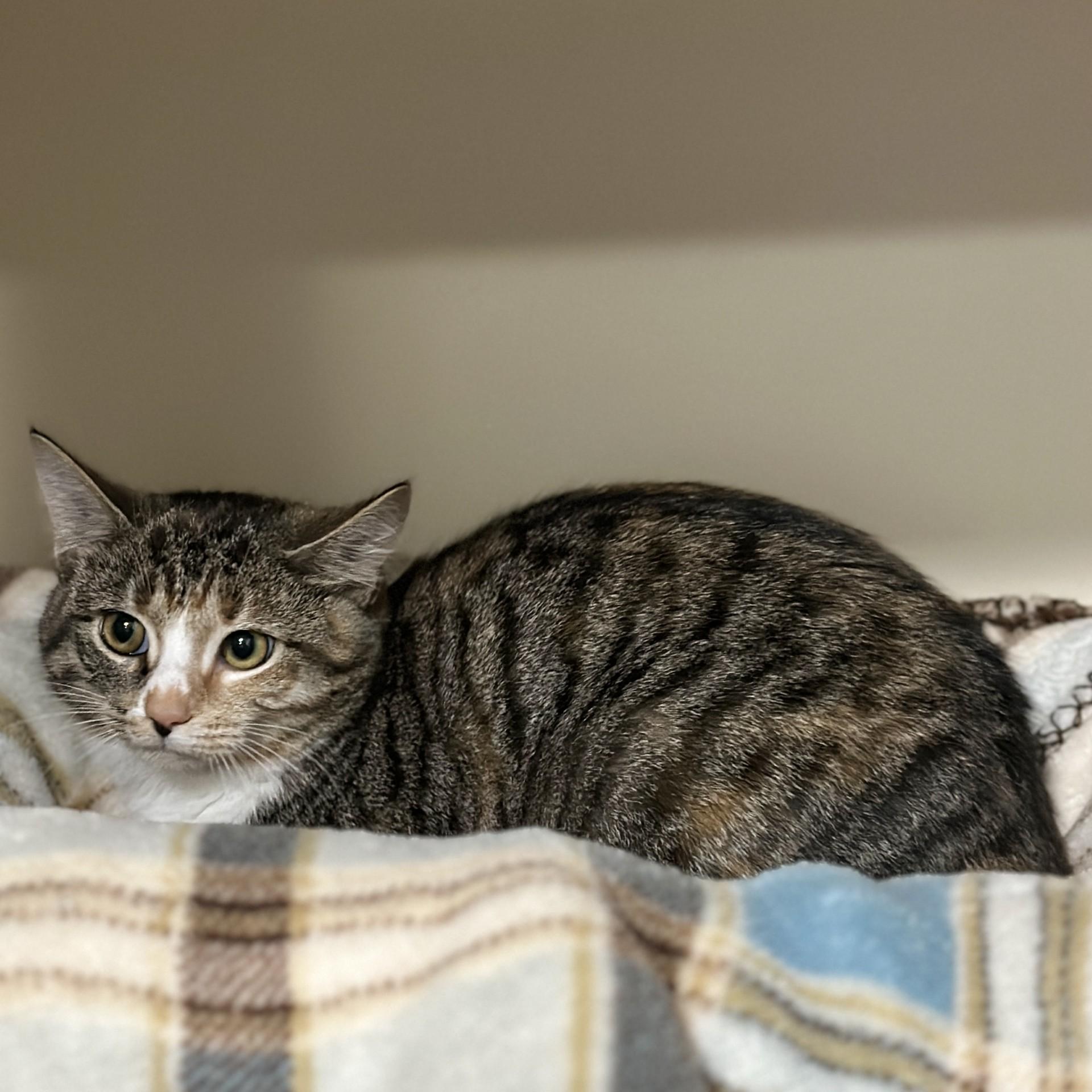 Enlarge Libby, an adoptable Domestic Short Hair in Victor, NY image 2/2