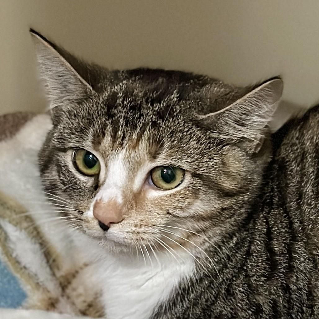 Enlarge Libby, an adoptable Domestic Short Hair in Victor, NY image 1/2