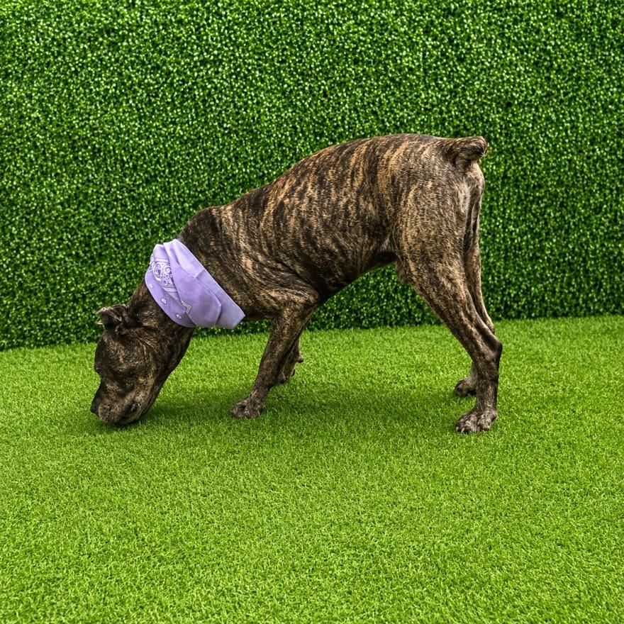 Enlarge Kane, a Adoptable mixed breed in Houston, TX image 3/5