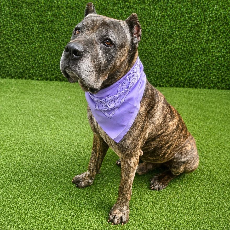 Enlarge Kane, a Adoptable mixed breed in Houston, TX image 4/5