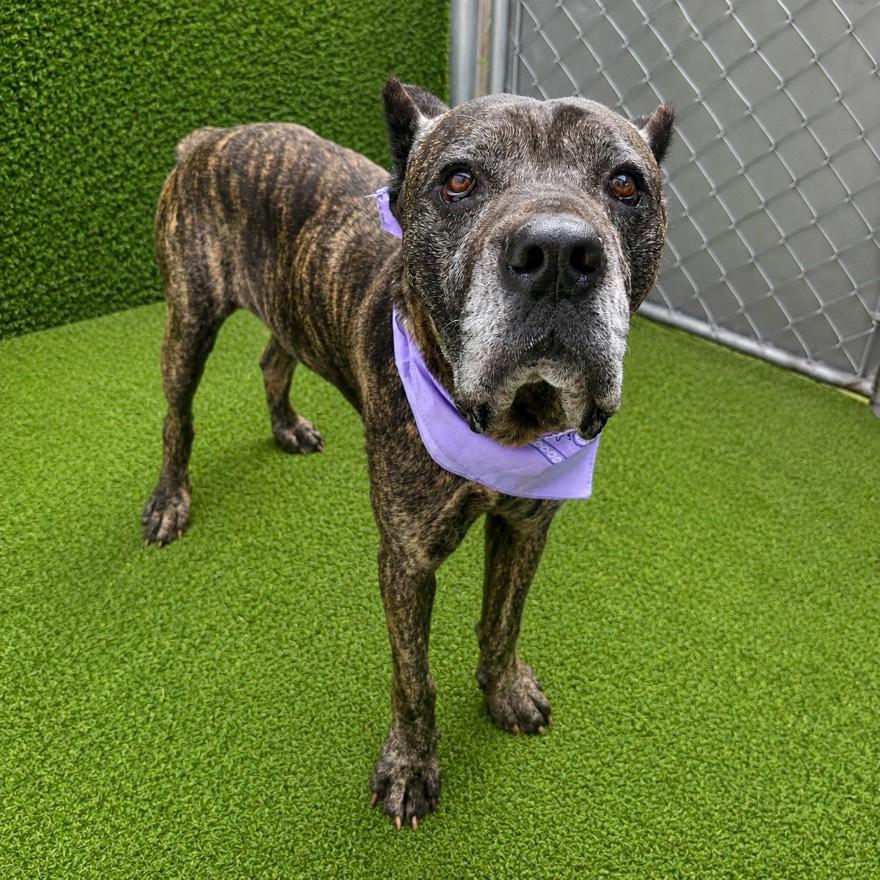 Kane, Adoptable, Adult Male Cane Corso.