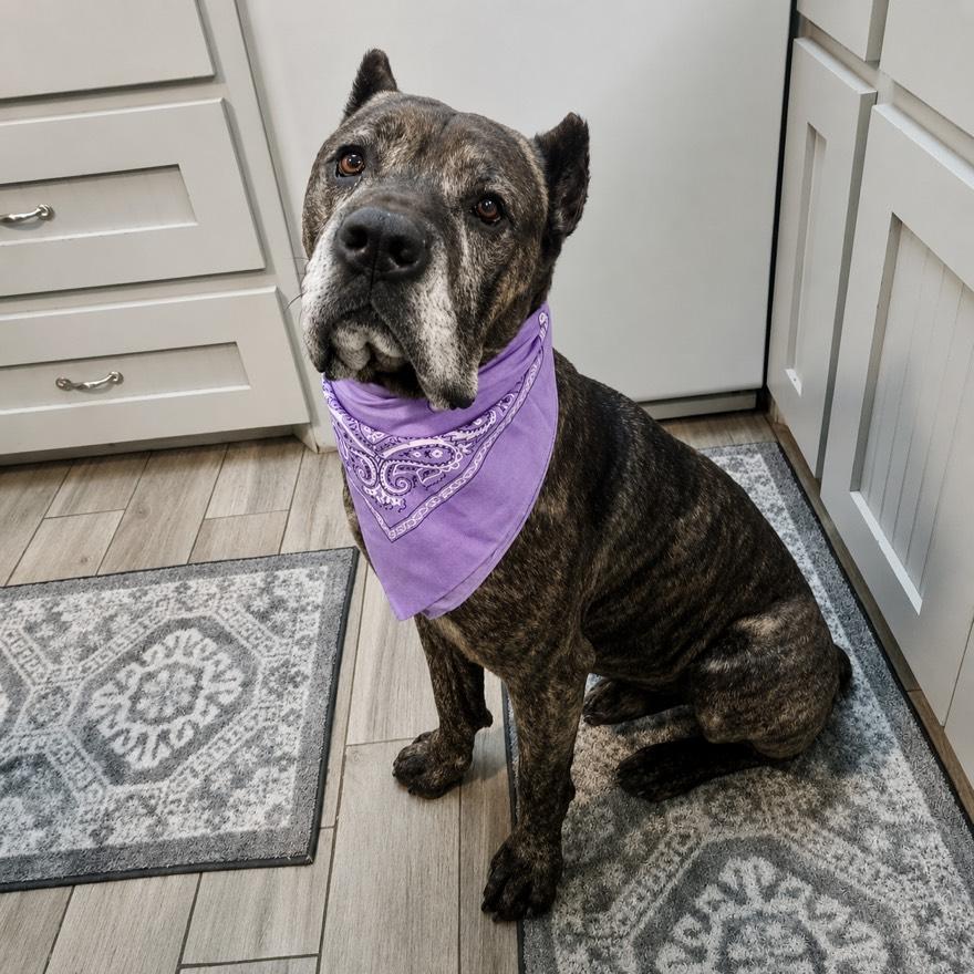 Enlarge Kane, a Adoptable mixed breed in Houston, TX image 2/5