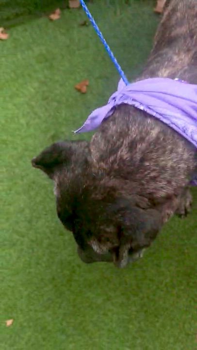 Enlarge Kane, a Adoptable mixed breed in Houston, TX video 5/5