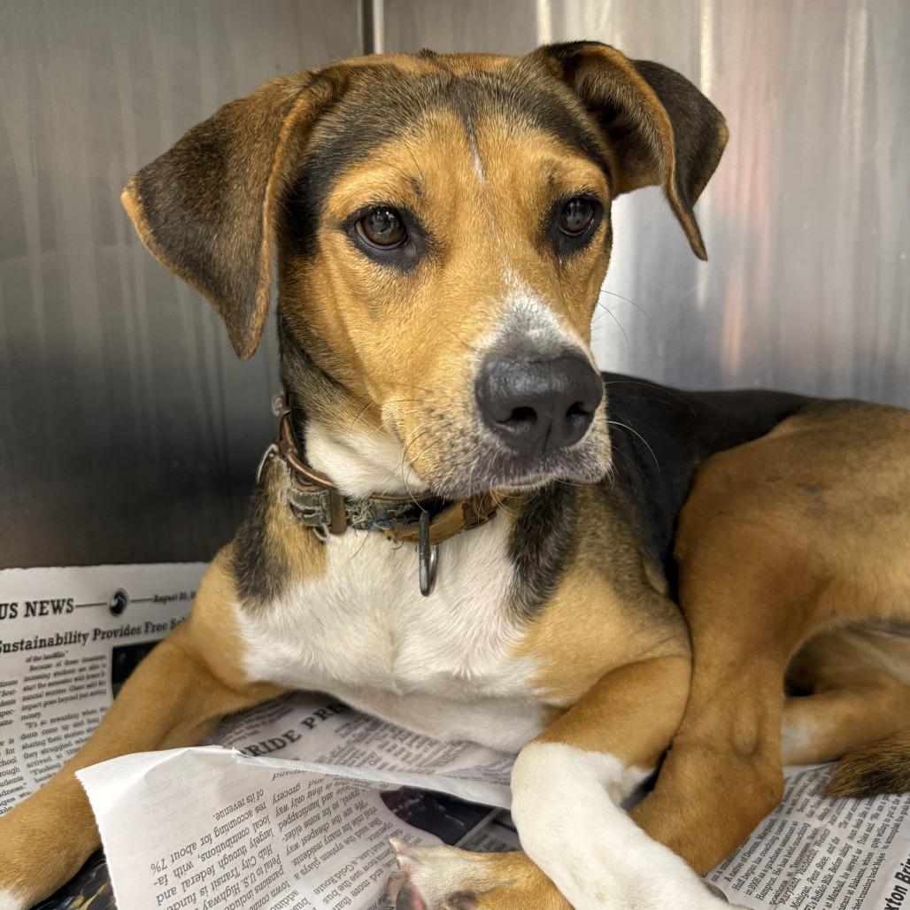 Blackberry, Adoptable, Adult Female Beagle & Mixed Breed.
