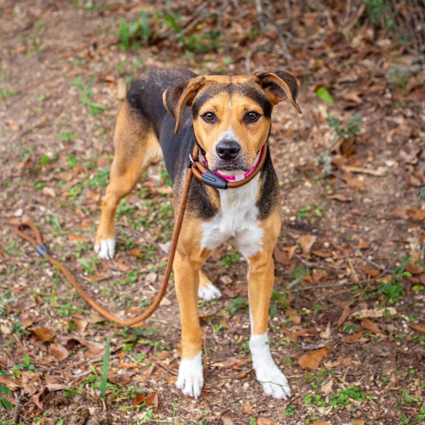 Blackberry, a Adoptable mixed breed in Hattiesburg, MS image 2/3