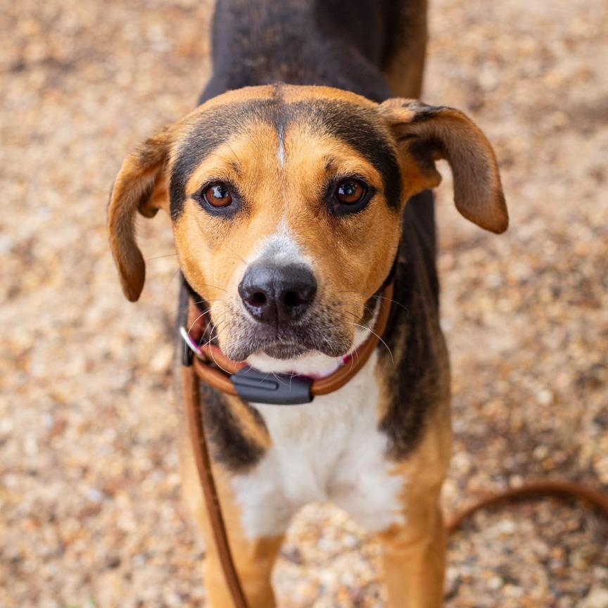 Blackberry, a Adoptable mixed breed in Hattiesburg, MS image 3/3