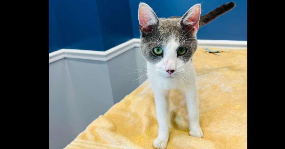 Enlarge Katmandu, a Adoptable Domestic Short Hair in Bowie, MD image 1/4