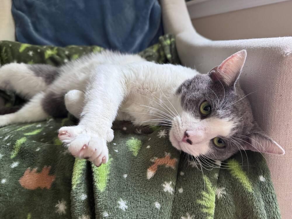 Enlarge Katmandu, a Adoptable Domestic Short Hair in Bowie, MD image 2/4
