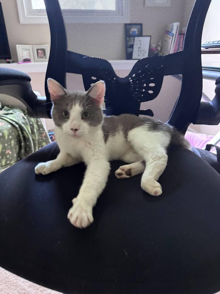 Enlarge Katmandu, a Adoptable Domestic Short Hair in Bowie, MD image 3/4