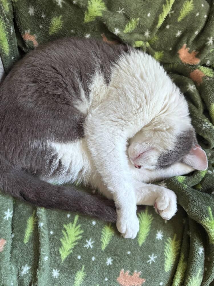 Enlarge Katmandu, a Adoptable Domestic Short Hair in Bowie, MD image 4/4