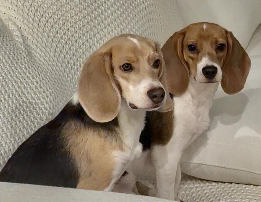 Enlarge Loverboy!!!, a ADOPTABLE Beagle in Fort Myers Beach, FL image 2/2