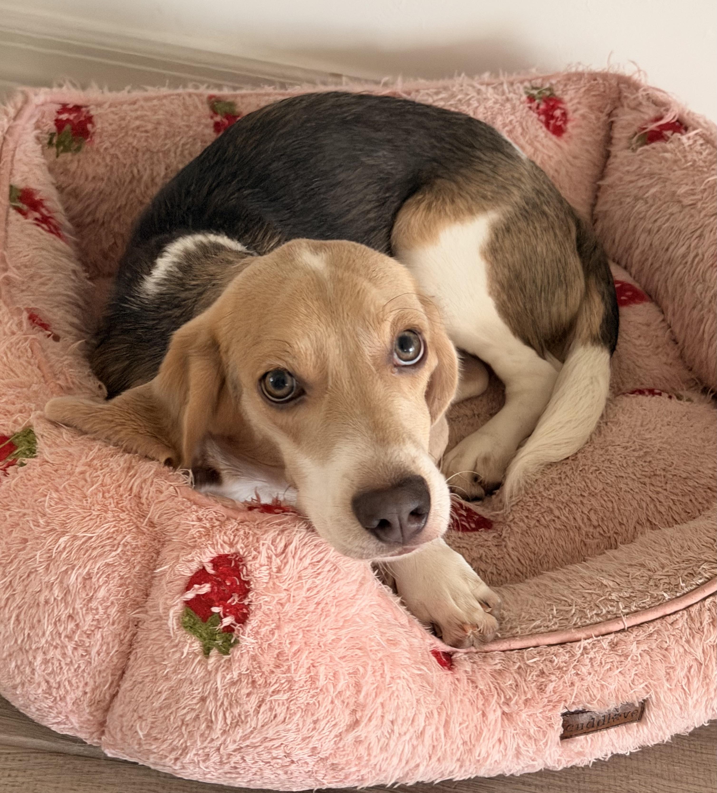 Enlarge Loverboy!!!, a ADOPTABLE Beagle in Fort Myers Beach, FL image 1/2
