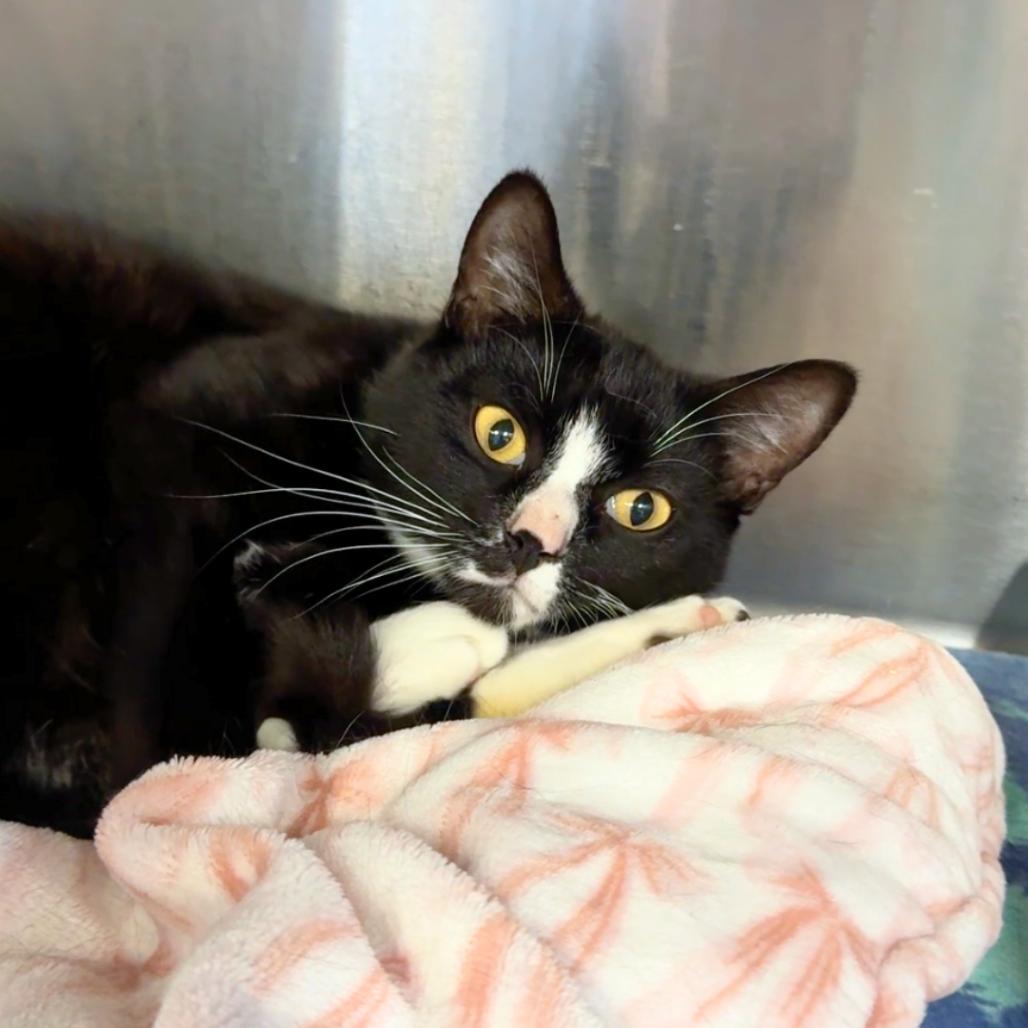 Marbles, Adoptable, Adult Male Domestic Short Hair.