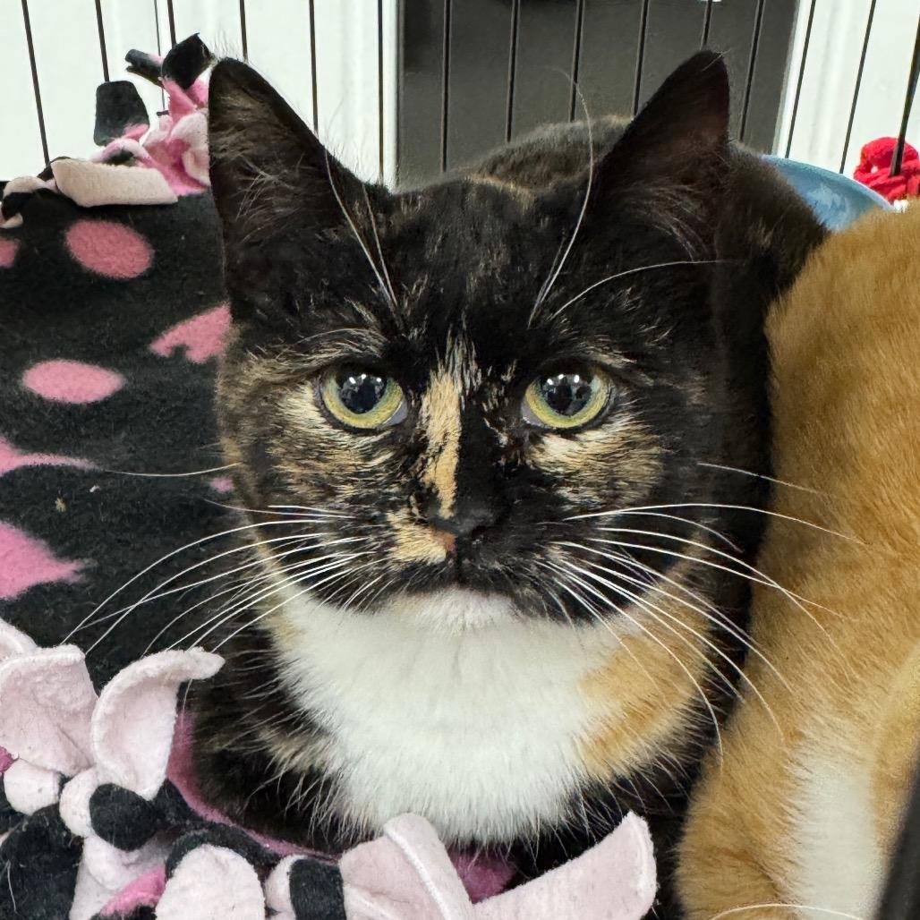 Enlarge Marble, a Adoptable Domestic Short Hair in Redwood Falls, MN image 1/1