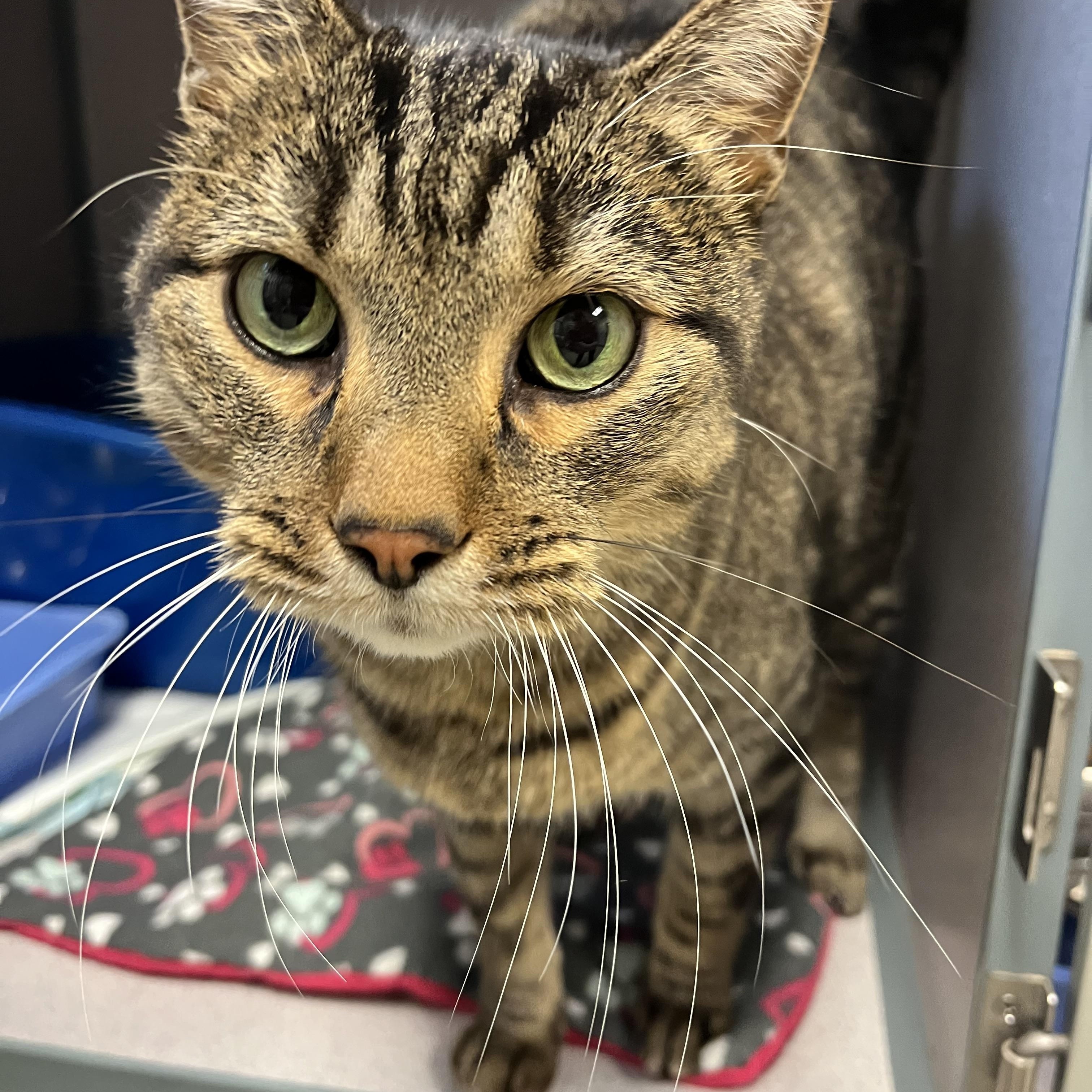 Grover — thumbnail 2