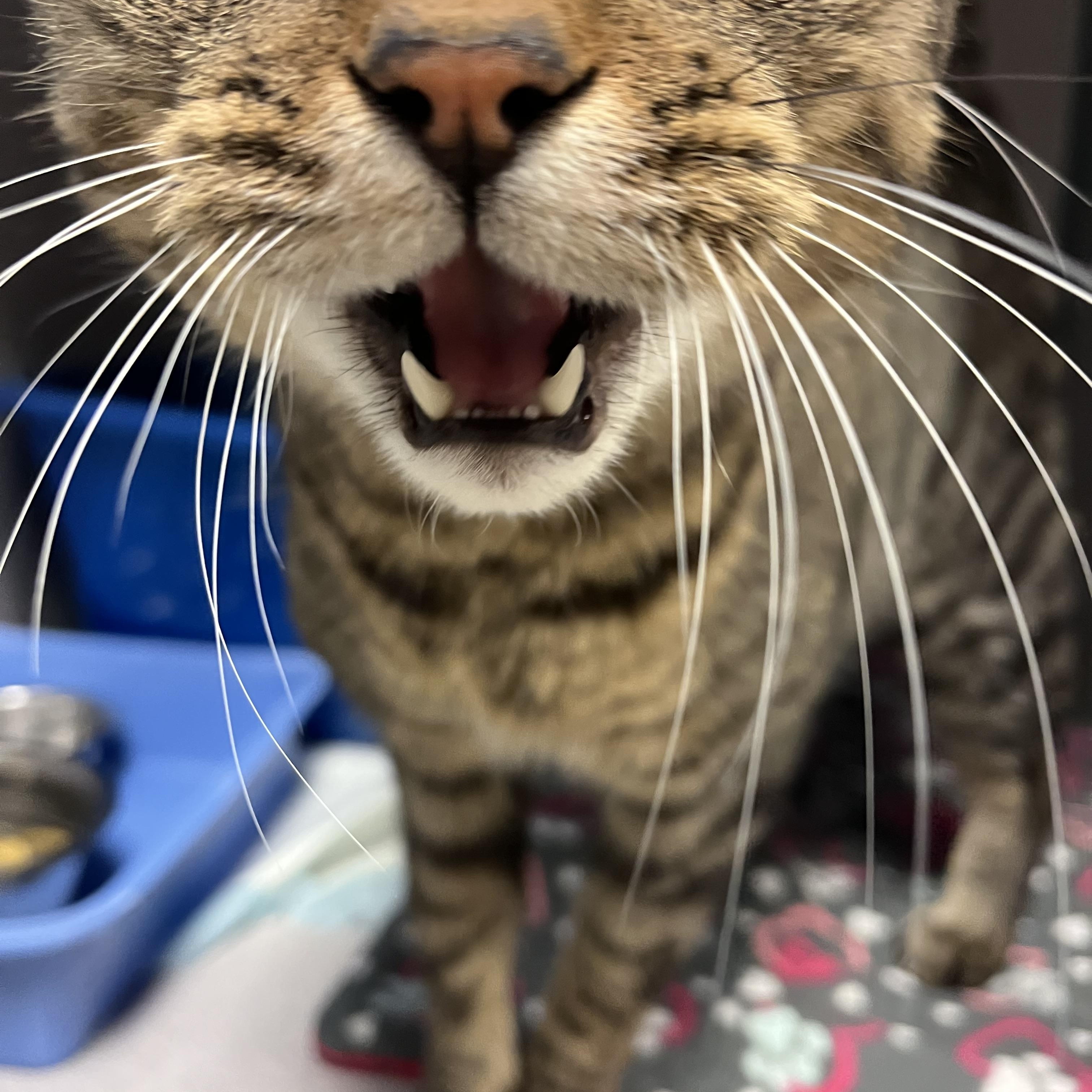 Grover — thumbnail 3