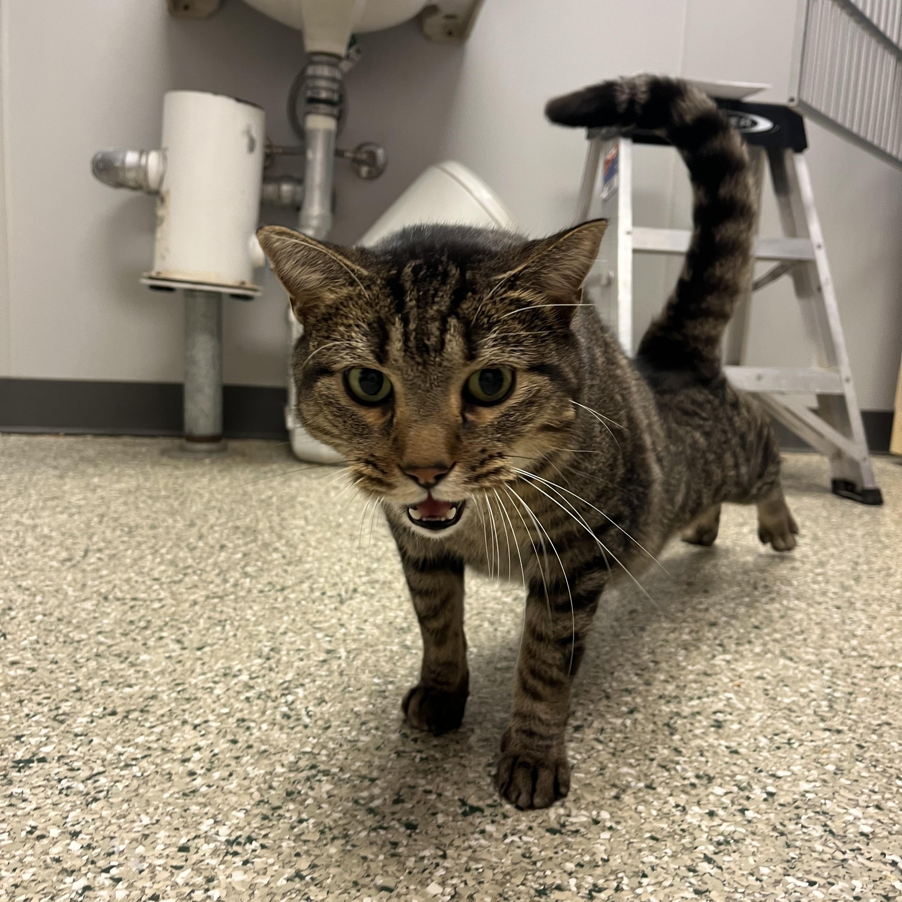 Grover — thumbnail 4