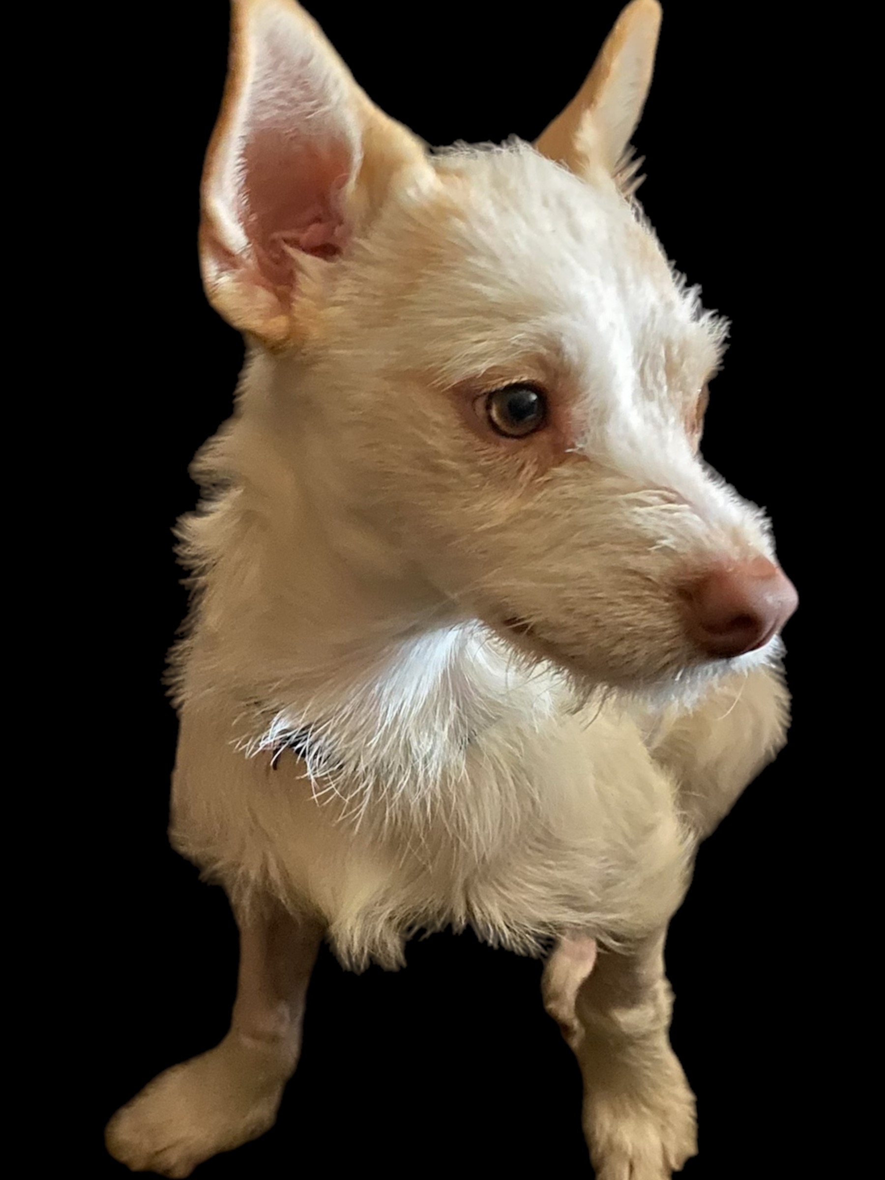 Enlarge Bobo, a Adoptable mixed breed in Van Nuys, CA image 3/5