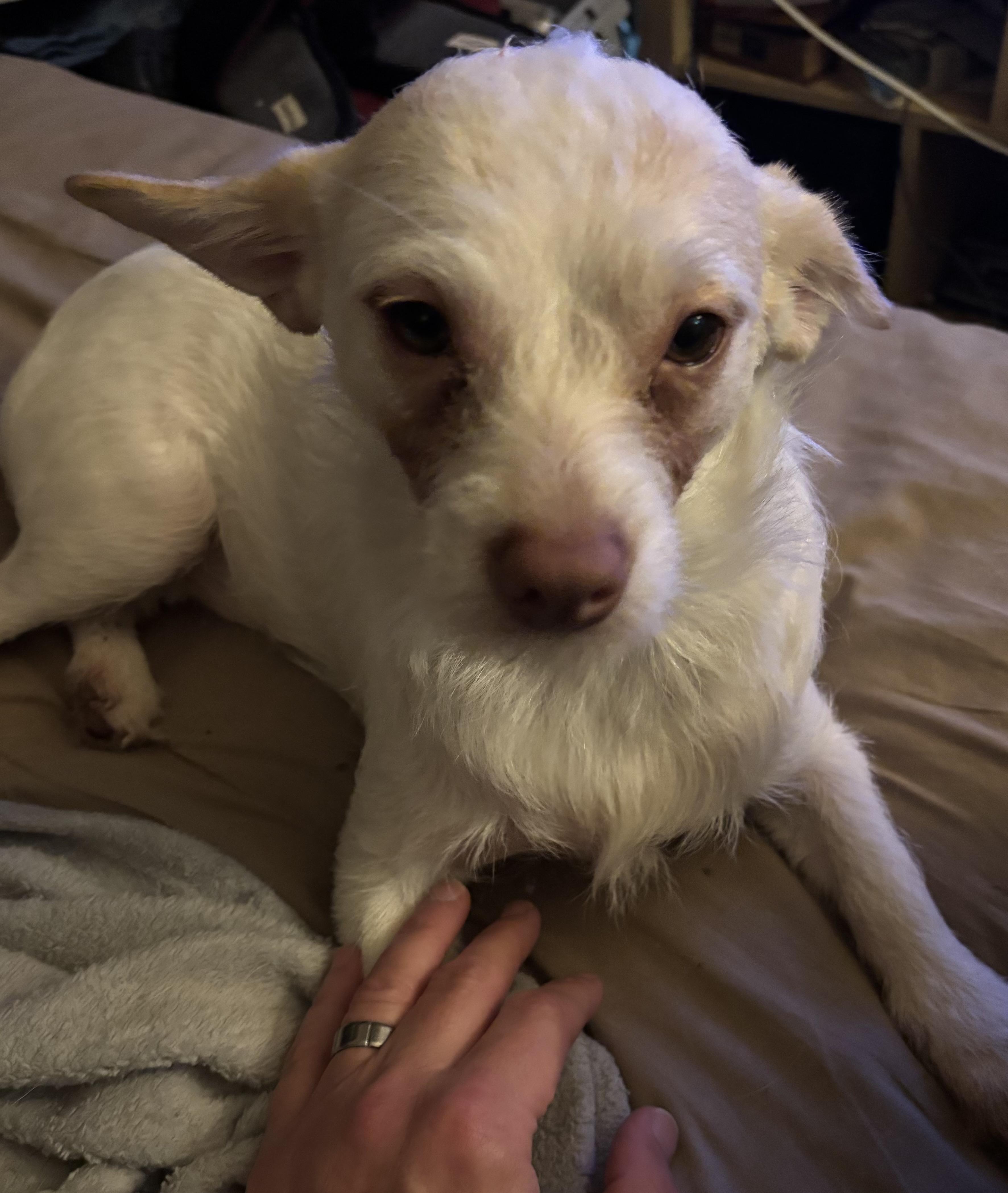 Enlarge Bobo, a Adoptable mixed breed in Van Nuys, CA image 5/5