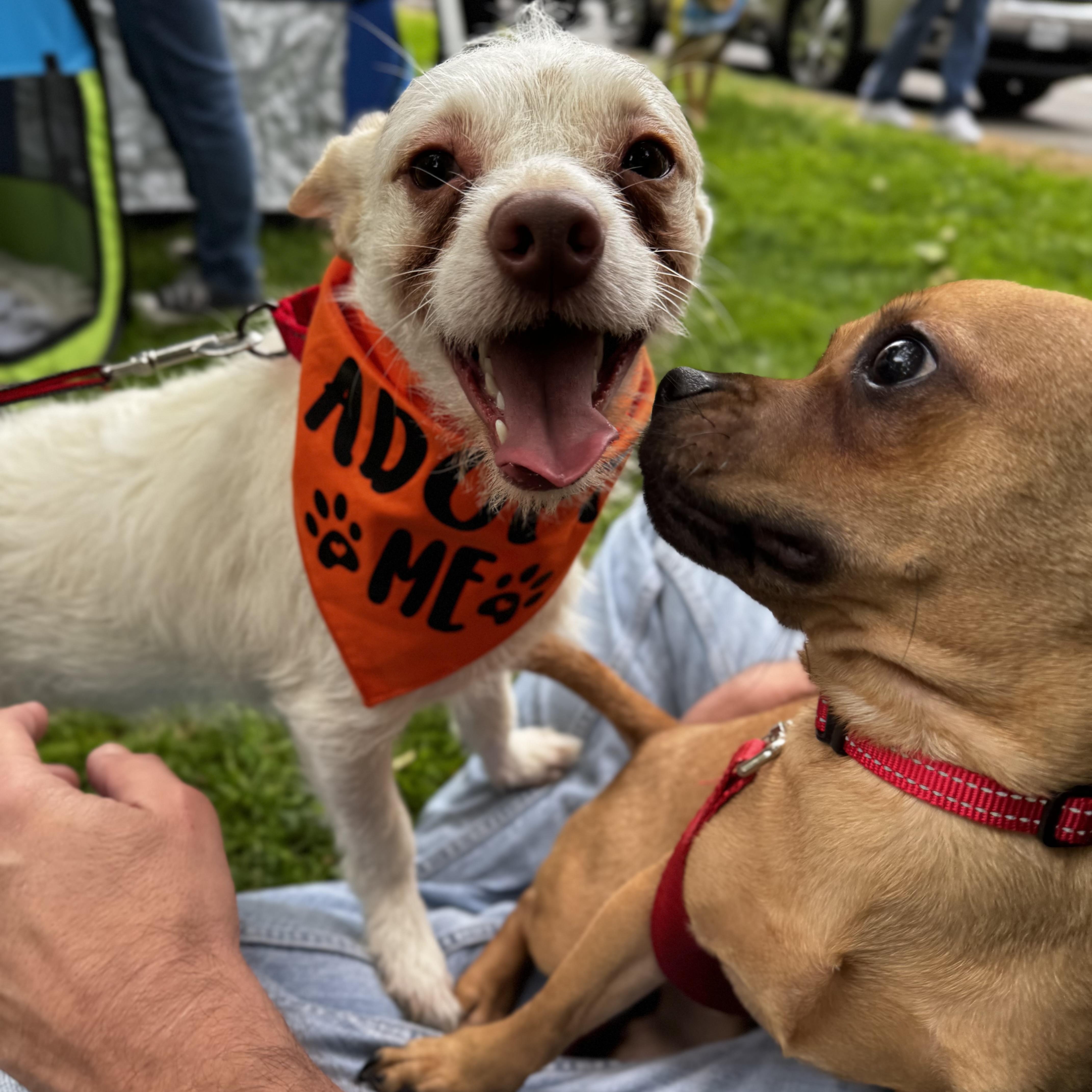 Enlarge Bobo, a Adoptable mixed breed in Van Nuys, CA image 1/5