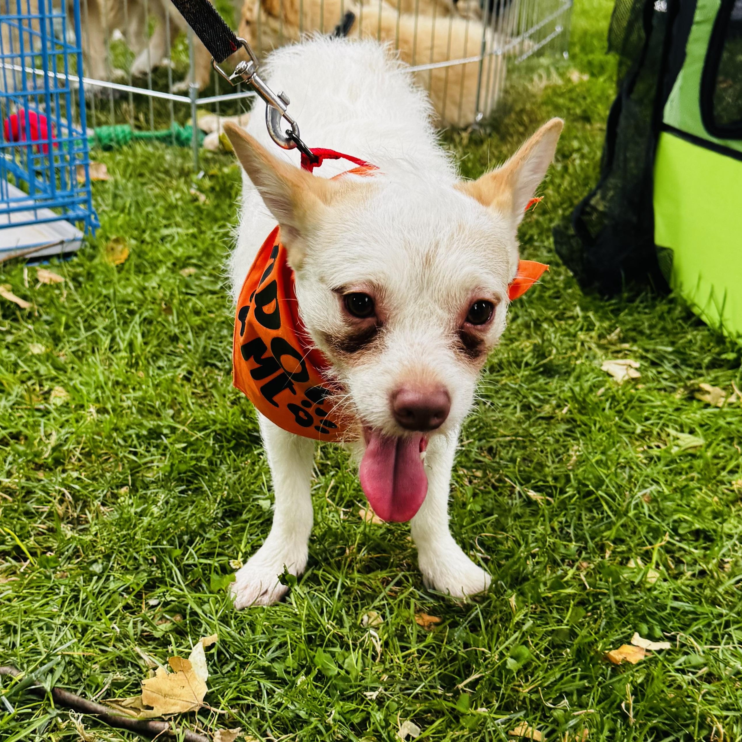 Enlarge Bobo, a Adoptable mixed breed in Van Nuys, CA image 4/5