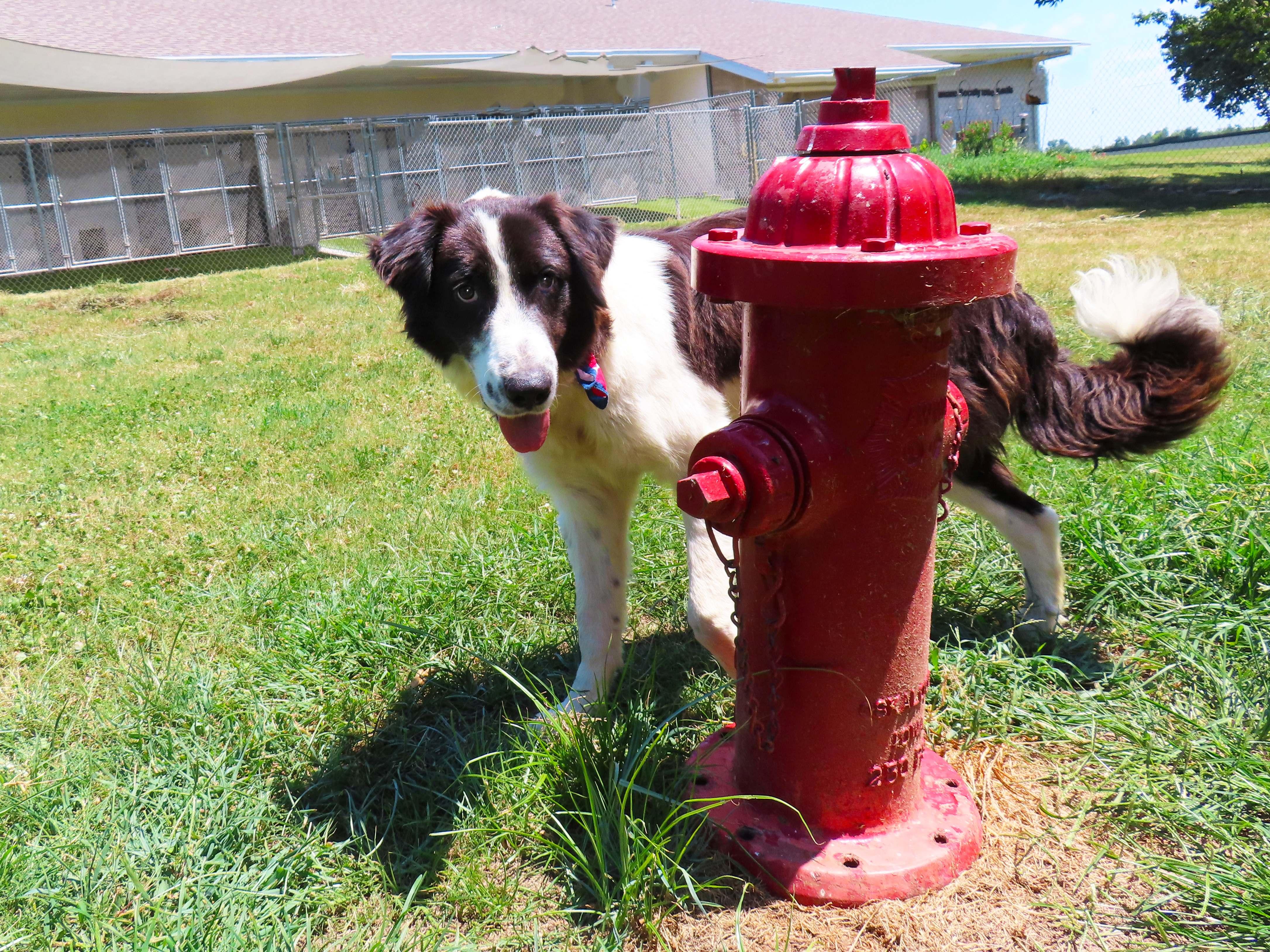 Enlarge Benny 26C-167, an adopted Border Collie in Rogers, AR image 3/5