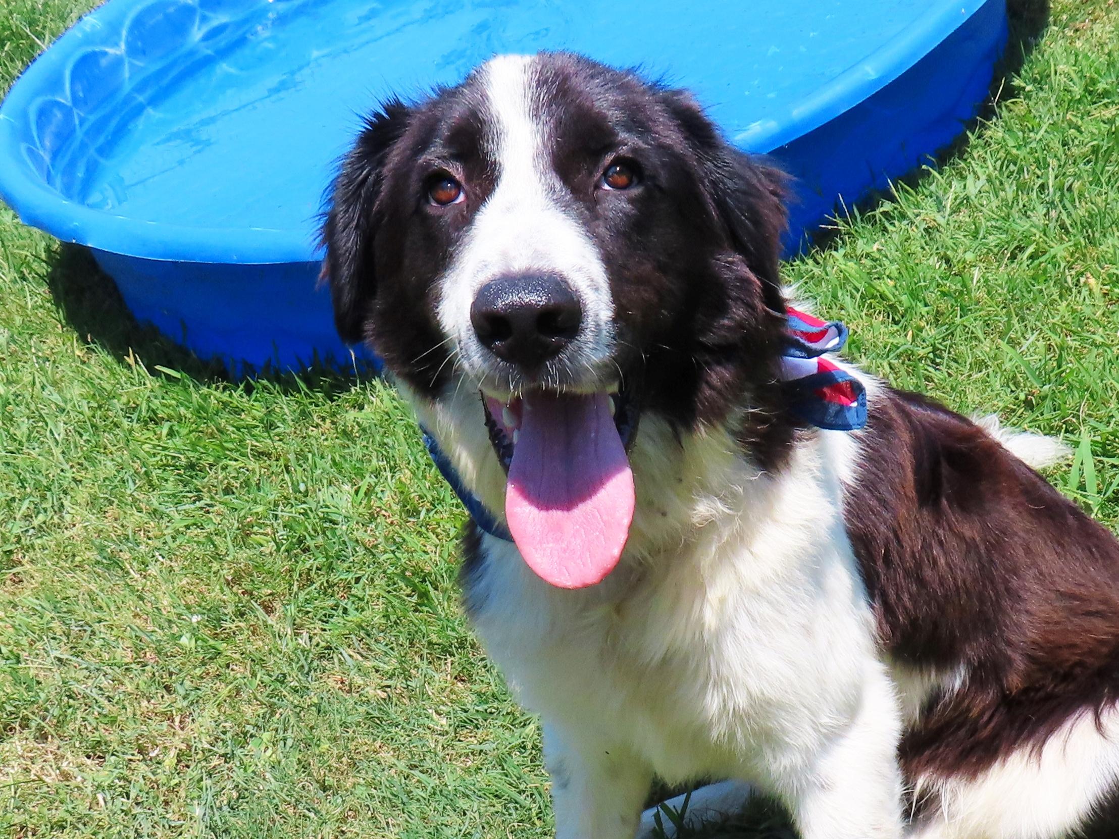 Benny 26C-167, adopted, Puppy Male Border Collie.
