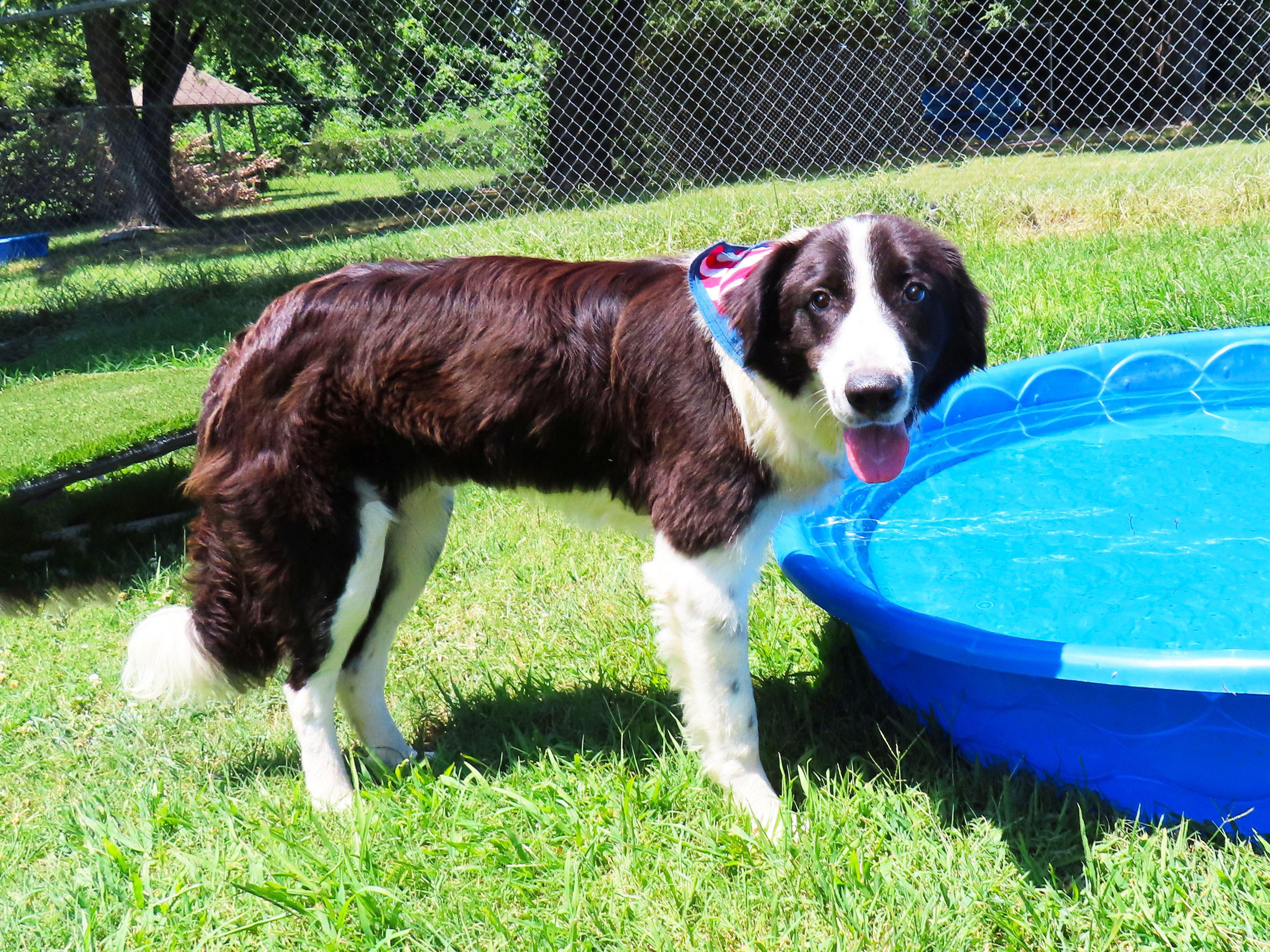 Enlarge Benny 26C-167, an adopted Border Collie in Rogers, AR image 2/5