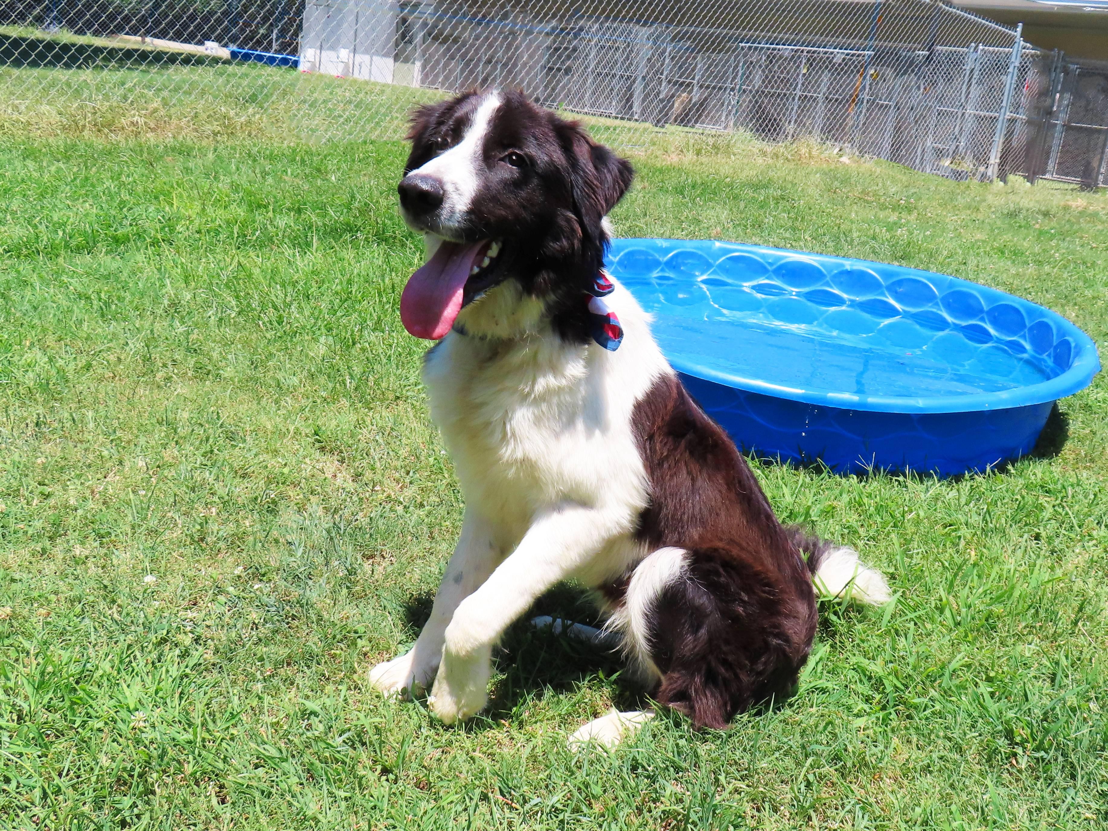 Enlarge Benny 26C-167, an adopted Border Collie in Rogers, AR image 4/5