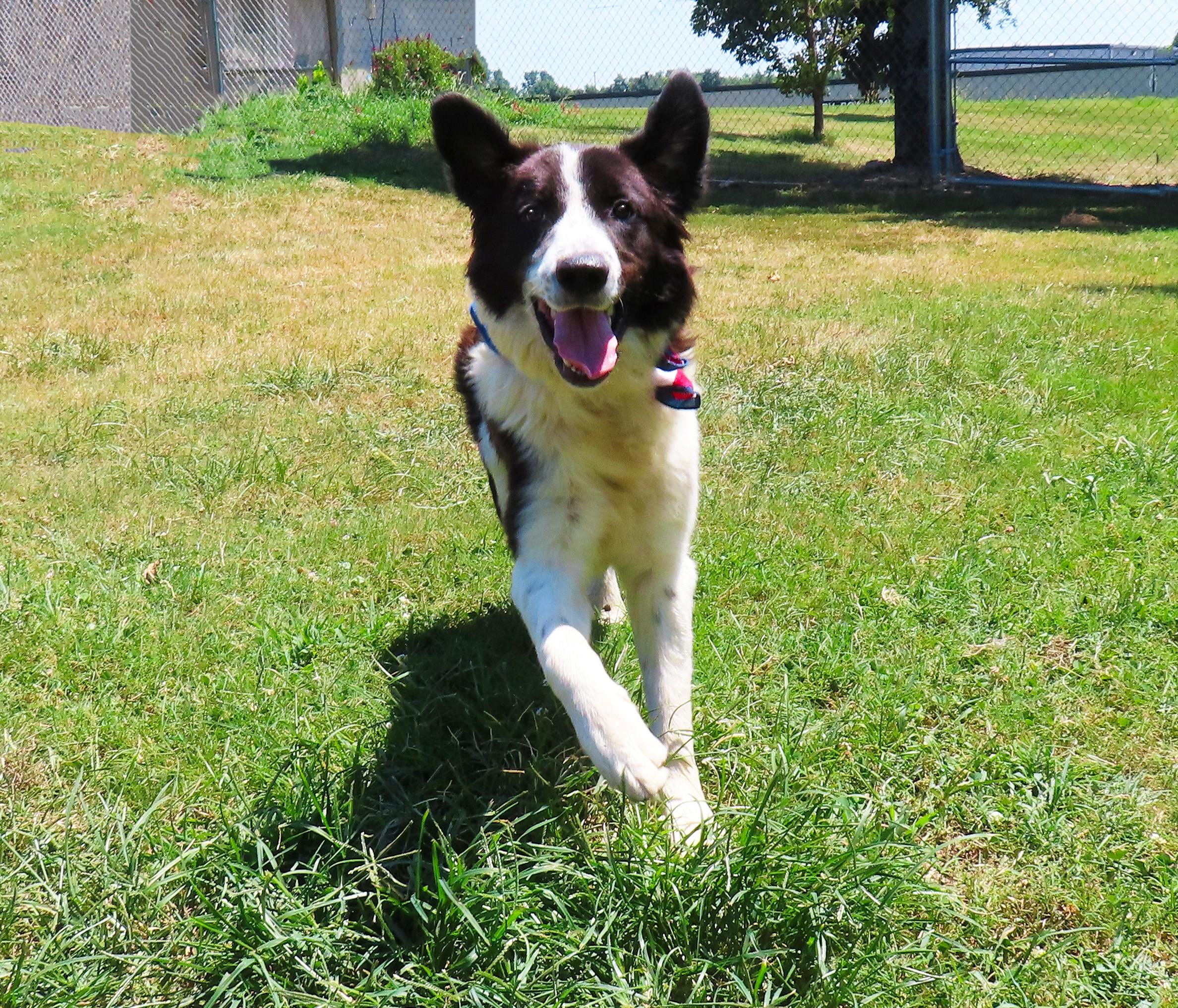 Enlarge Benny 26C-167, an adopted Border Collie in Rogers, AR image 5/5