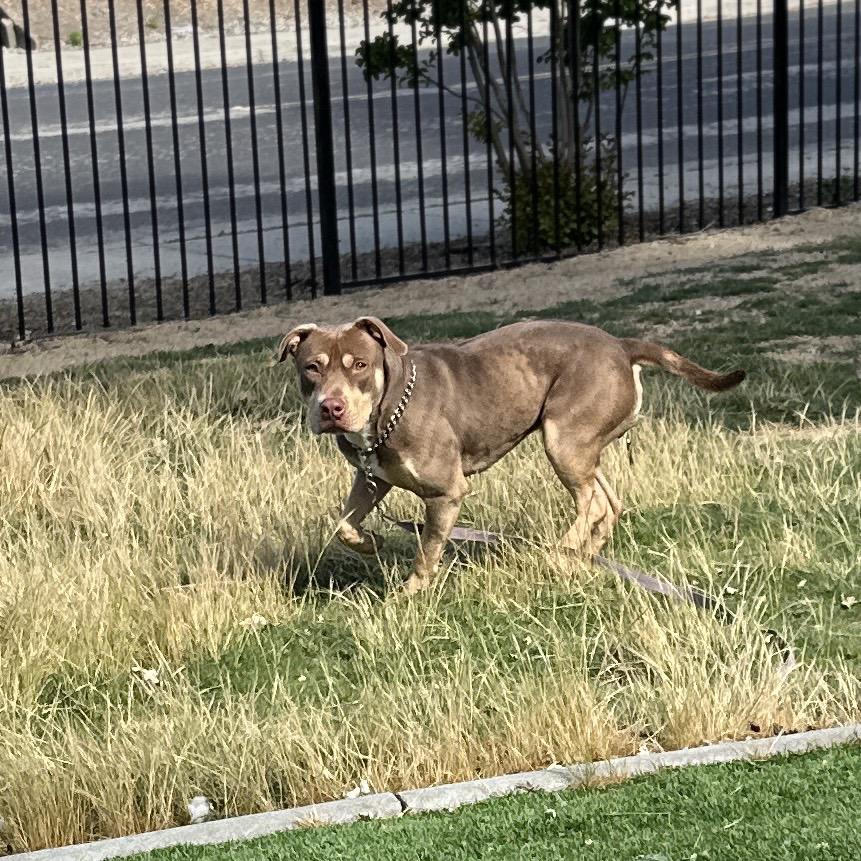 Enlarge Macy - ECAS, a Adoptable mixed breed in Pleasanton, CA image 1/6