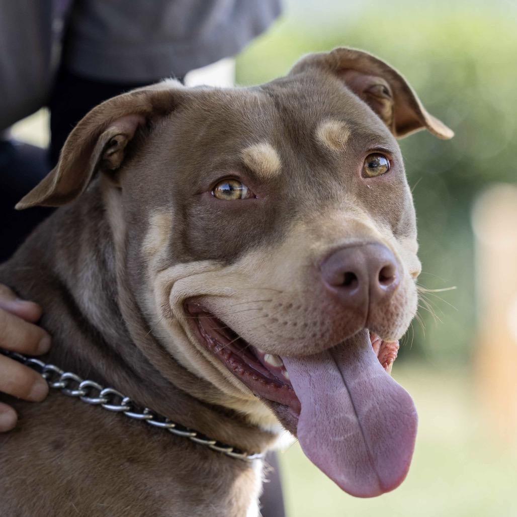 Enlarge Macy - ECAS, a Adoptable mixed breed in Pleasanton, CA image 1/6