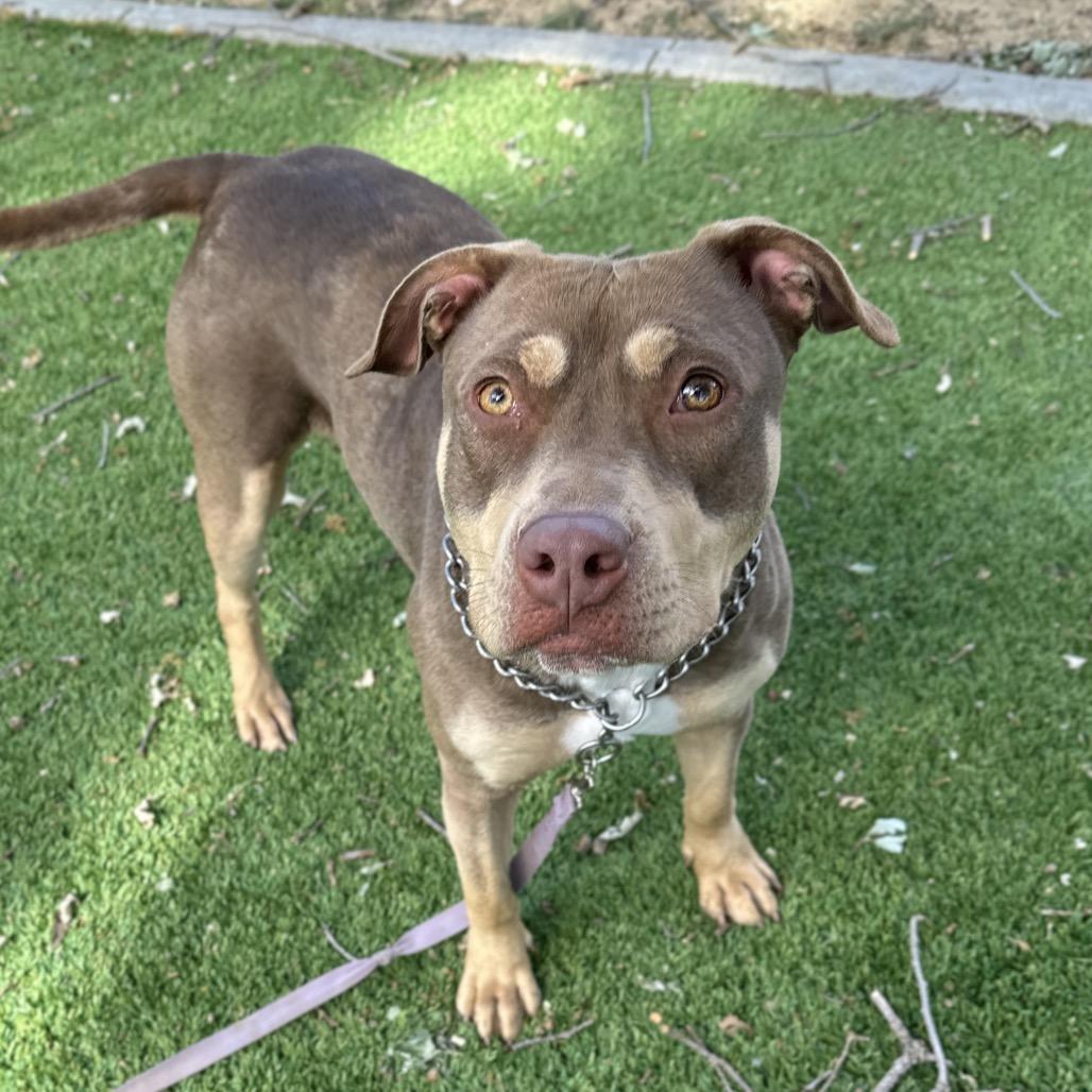 Enlarge Macy - ECAS, a Adoptable mixed breed in Pleasanton, CA image 3/6