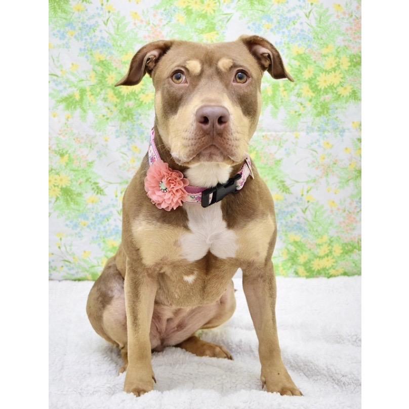 Macy - ECAS, Adoptable, Adult Female Pit Bull Terrier & Mixed Breed.