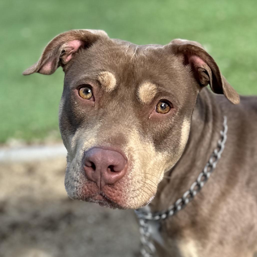 Macy - ECAS, a Adoptable mixed breed in Pleasanton, CA image 4/6