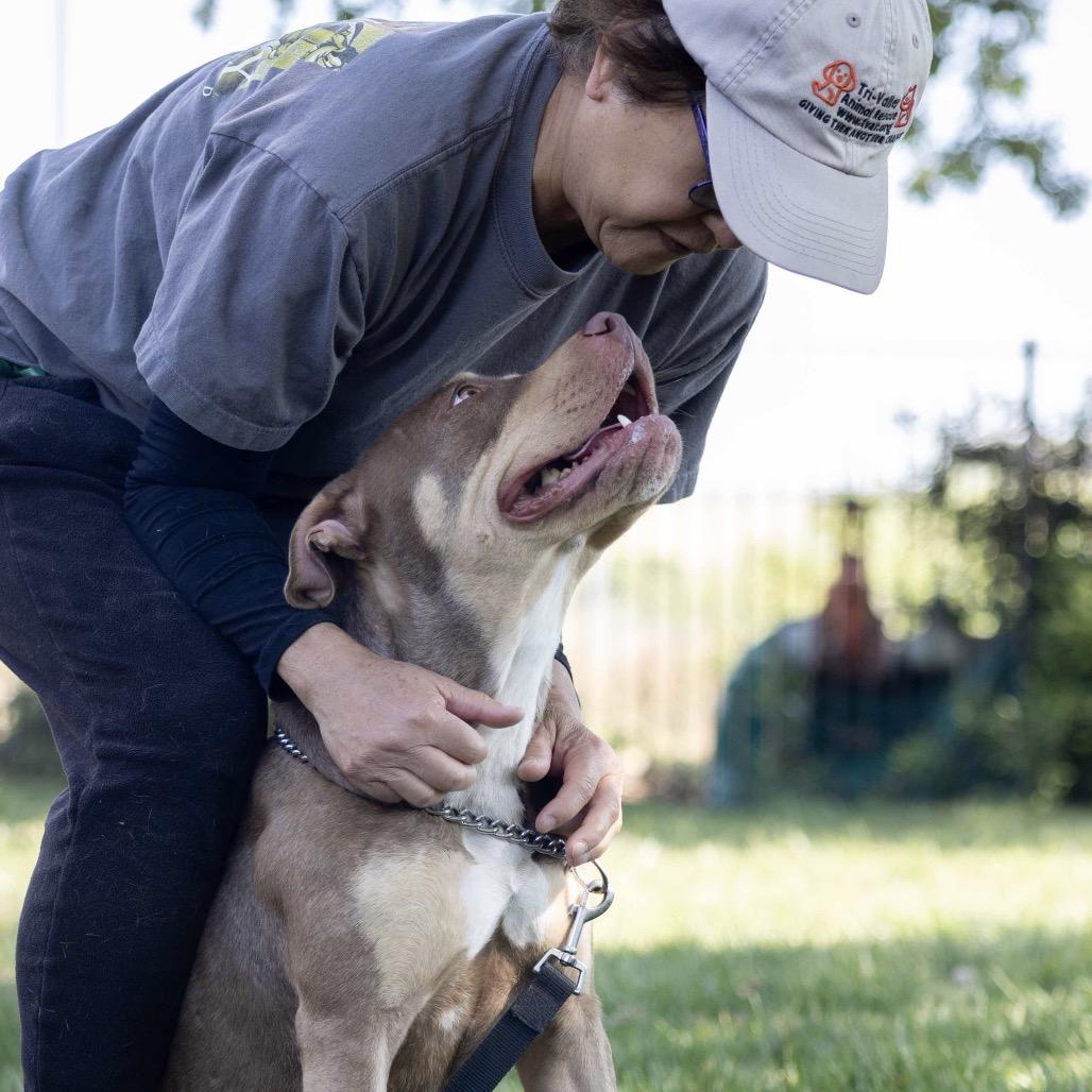 Macy - ECAS, a Adoptable mixed breed in Pleasanton, CA image 5/6