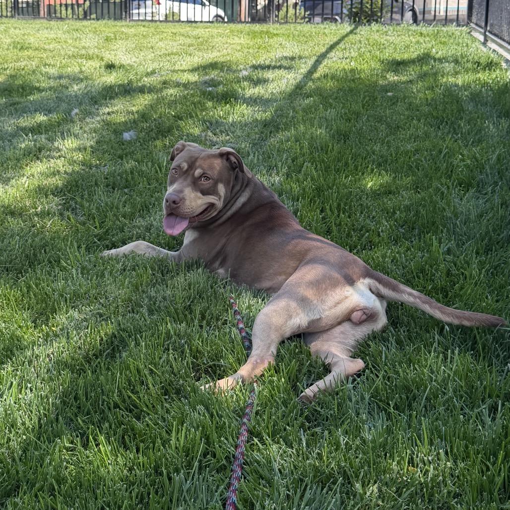 Macy - ECAS, a Adoptable mixed breed in Pleasanton, CA image 3/5