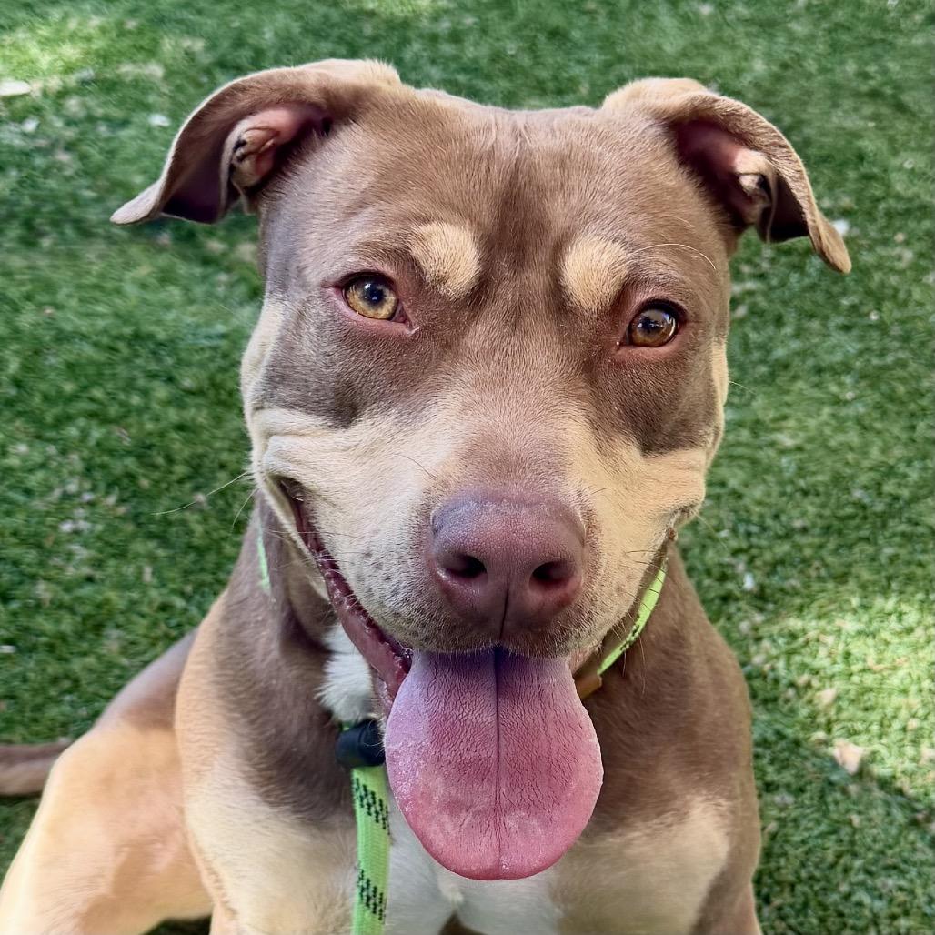 Enlarge Macy - ECAS, a Adoptable mixed breed in Pleasanton, CA image 4/6