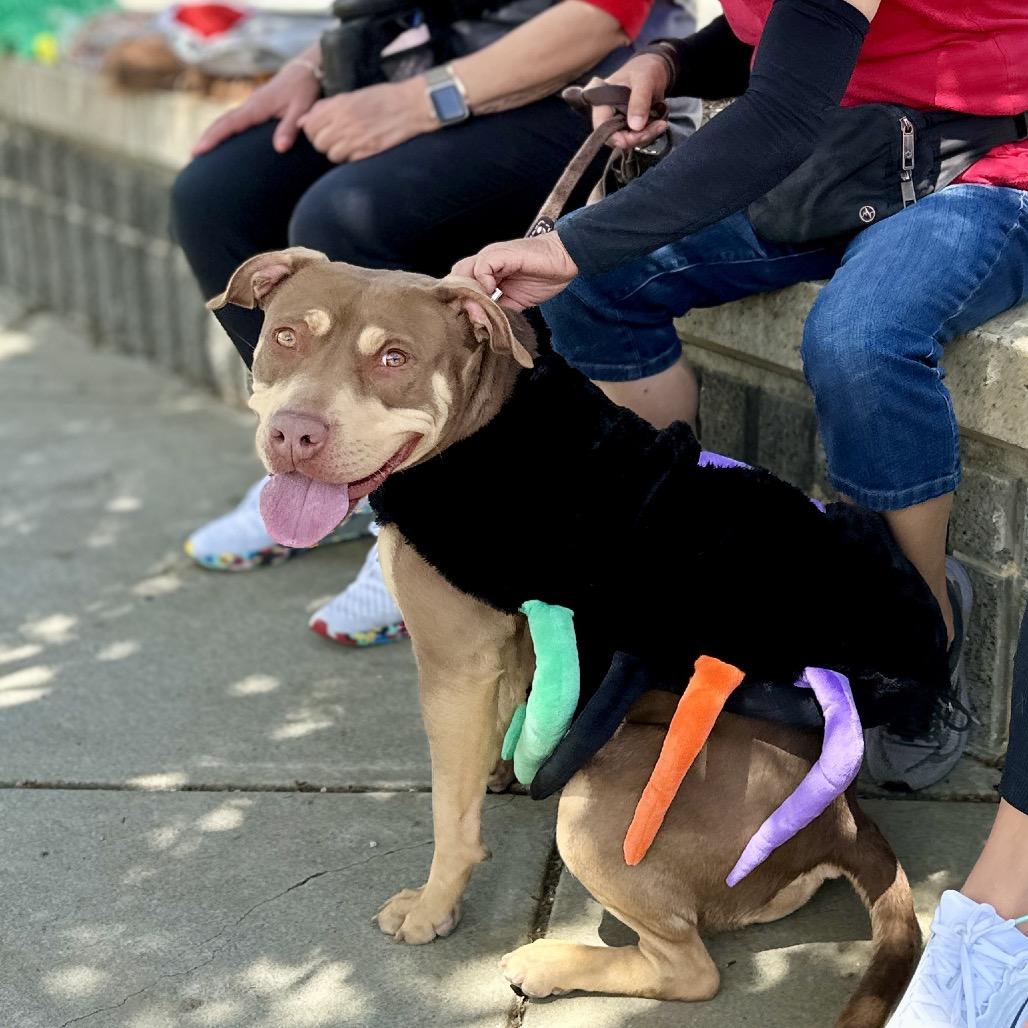 Enlarge Macy - ECAS, a Adoptable mixed breed in Pleasanton, CA image 5/6
